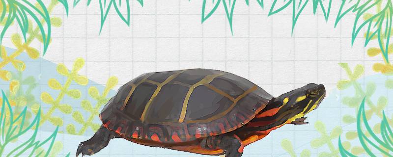 乌龟不吃食是什么原因不吃东西该怎么办(乌龟不吃食咋回事?)