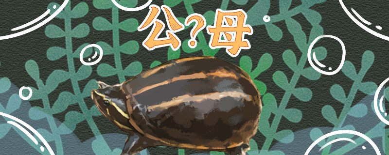 果核龟怎么看公母公母能一起养吗(果核龟怎么才算极品)