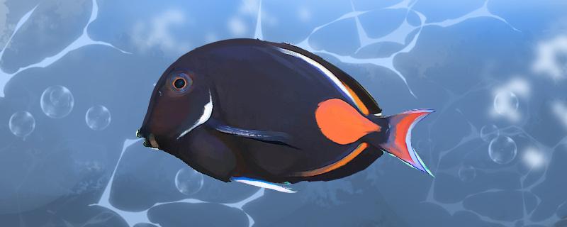 鸡心倒吊好养吗怎么养_1(鸡心吊为什么不好养)