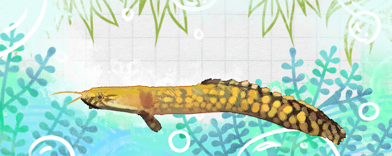 大花恐龙鱼能活多久