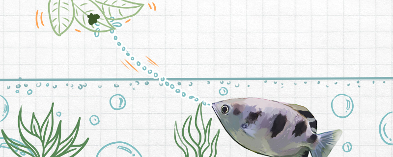 射水鱼为什么会喷水射水鱼的本领介绍(射水鱼是什么鱼)