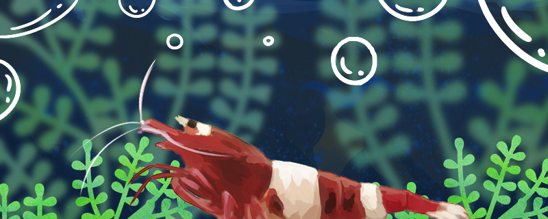 酒红水晶虾好养吗怎么养(顶级酒红水晶虾)