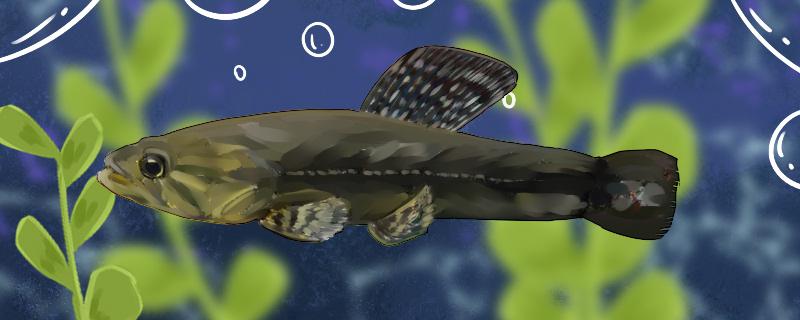 枯木牙鱼好养吗怎么养(枯木牙鱼好养吗怎么养的)