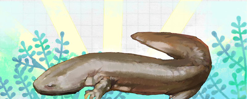 大鲵生活在哪里能生活在陆地上吗(大鲵生活在什么环境)