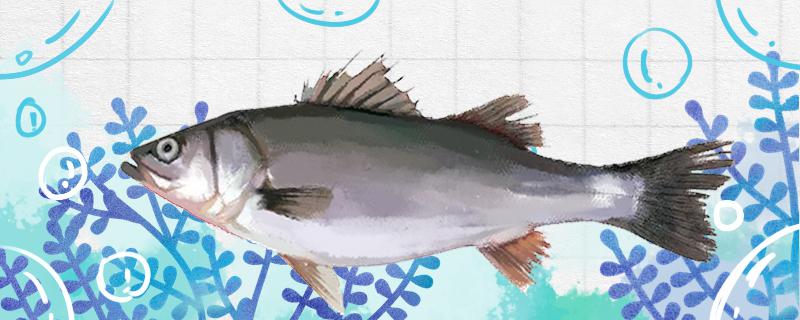 手竿如何钓鲈鱼用什么饵料钓鲈鱼(手竿钓鲈鱼技巧)