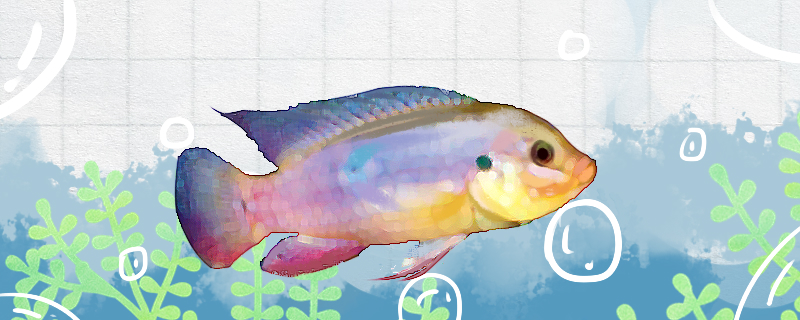 血钻鱼好养吗怎么养(血钻鱼公母对照图片)