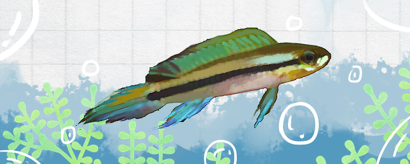 蓝袖鲷好养吗怎么养(蓝鲷鱼简介)