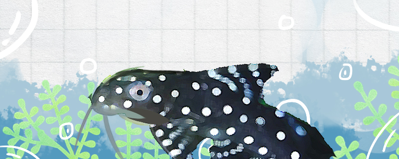 仙女鲶好养吗怎么养(仙女鱼好养吗)