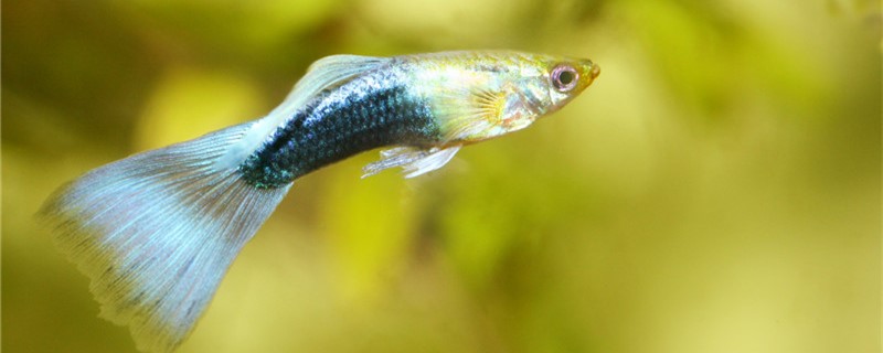 孔雀鱼会冻死吗多少度会冻死(孔雀鱼耐冻吗)