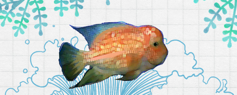 宝石罗汉鱼好养吗怎么养(红宝石罗汉鱼)