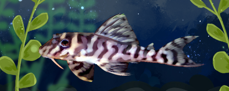 国王虎斑异型鱼好养吗怎么养(国王虎斑异型鱼好养吗怎么养殖)