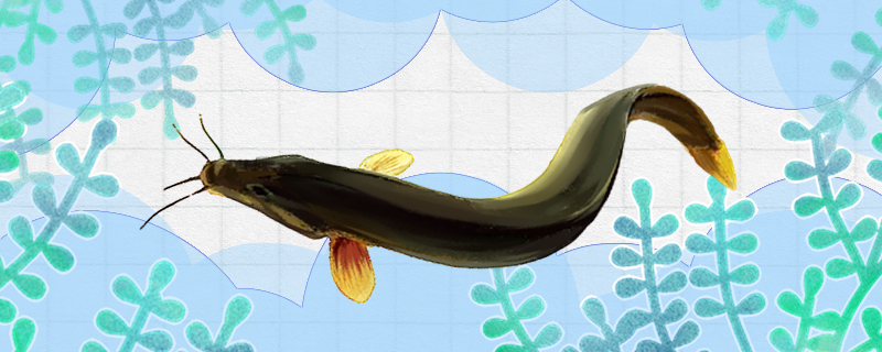 泥鳅会吃小鱼吗会撑死吗(泥鳅会吃小泥鳅吗)