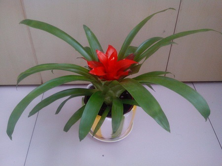 鸿运当头怎么移栽他旁边的嫩芽