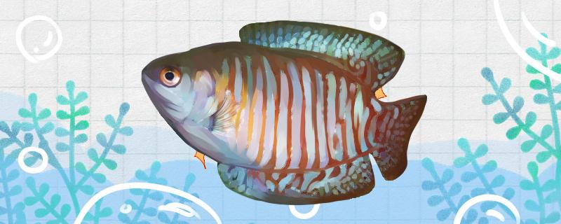 丽丽鱼是热带鱼还是冷水鱼水温多少合适(丽丽鱼适合什么水质)