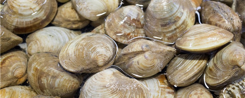 蛤蜊多少钱一斤怎么看蛤蜊是不是活的(蛤蜊干怎么做好吃)