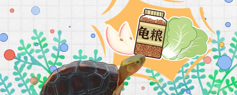 黄缘龟吃什么食物最好多久喂一次(黄缘幼龟吃什么比较好)