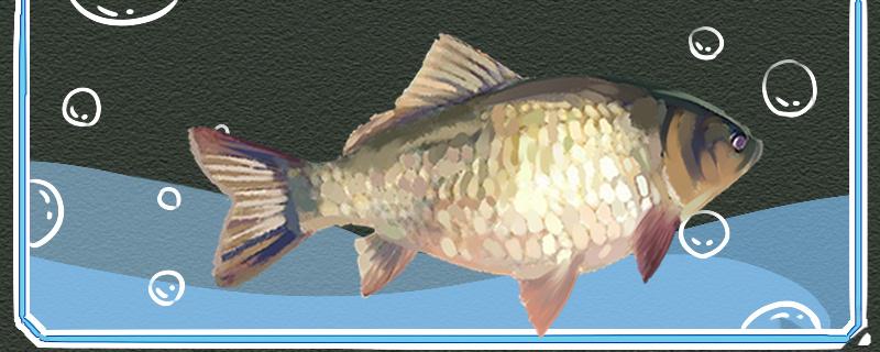 冬天鲫鱼还能钓吗怎么钓(冬天伐钓鲫鱼)