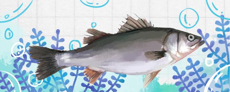 海钓鲈鱼可以吗怎么钓(海钓鲈鱼有什么技巧)