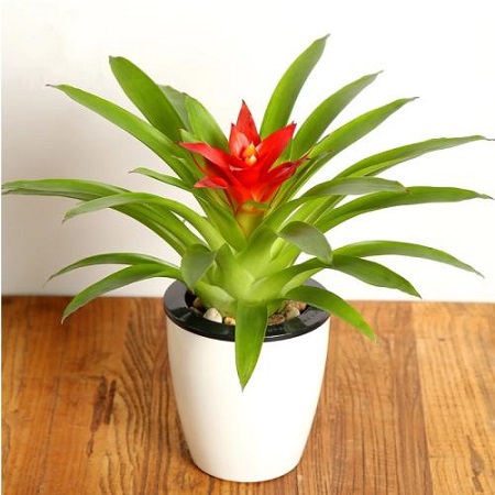 鸿运当头怎么移栽他旁边的嫩芽