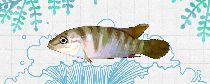 斑尾凤凰鱼好养吗怎么养(斑尾凤凰鱼图片)