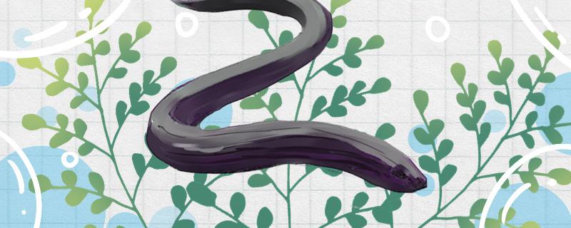 黄鳝能长多大多大能繁殖(黄鳝能有多大)