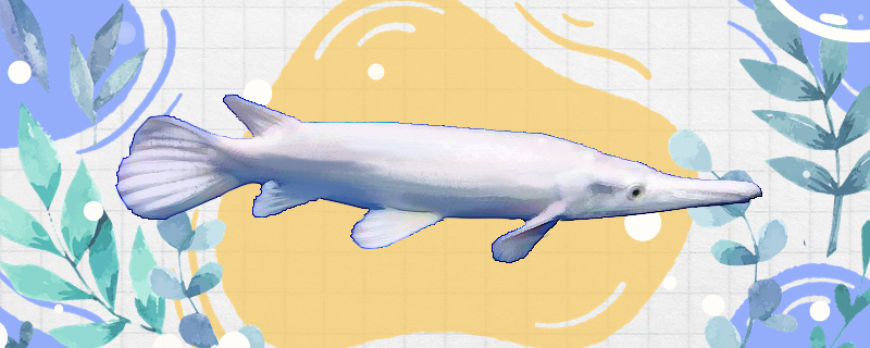 幽灵火箭鱼好养吗怎么养(幽灵火箭鱼能活多少年)