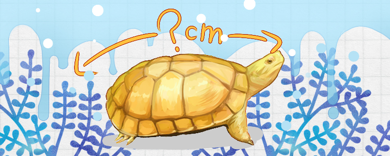 石金钱龟能活多少年最大能长多大(石金钱龟吧 百度贴吧)