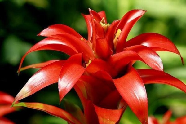 鸿运当头怎么移植(鸿运当头怎么移栽他旁边的嫩芽)