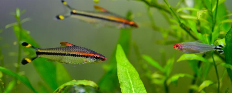 一眉道人配什么鱼好看怎么混养(一眉道人能不能跟别的鱼一起养)