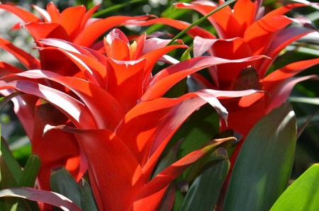 鸿运当头怎么移栽他旁边的嫩芽