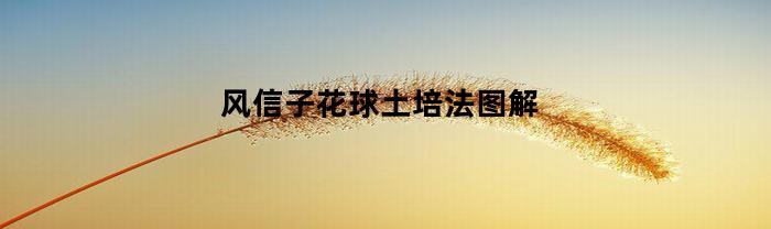 风信子花球土培法图解(风信子花土培养方式)