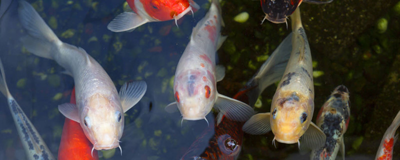 白点病是怎么造成的白点病怎么治疗(白点病如何治疗)