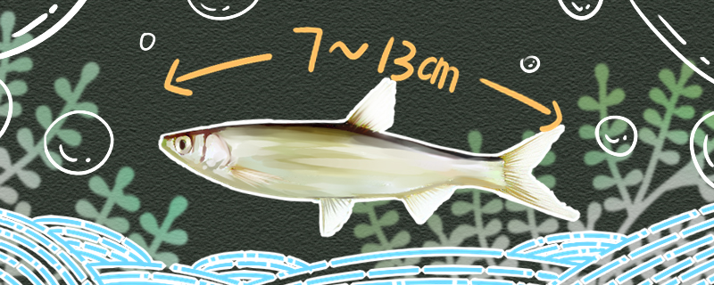 白条鱼能长多大能活多久(白条鱼多大繁殖?长的快吗)