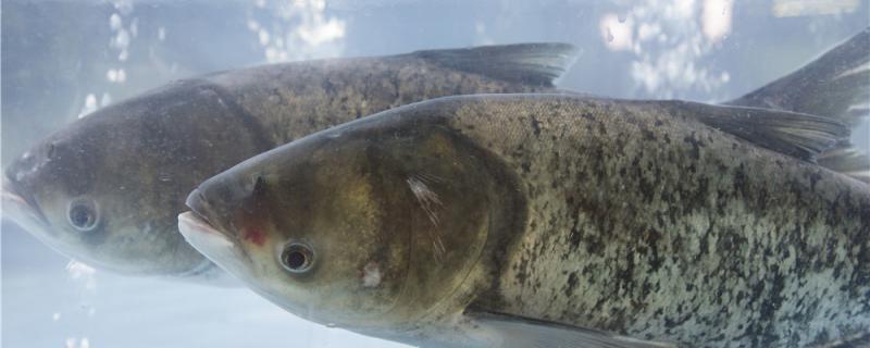 冬天钓鲢鳙钓底还是钓浮钓多深合适(倩女幽魂手游偃师图片)