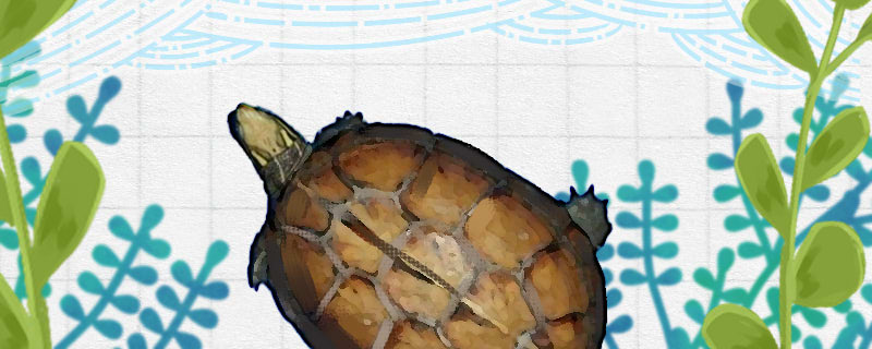 拟眼斑龟能长多大能活多少年(眼斑龟的前景)