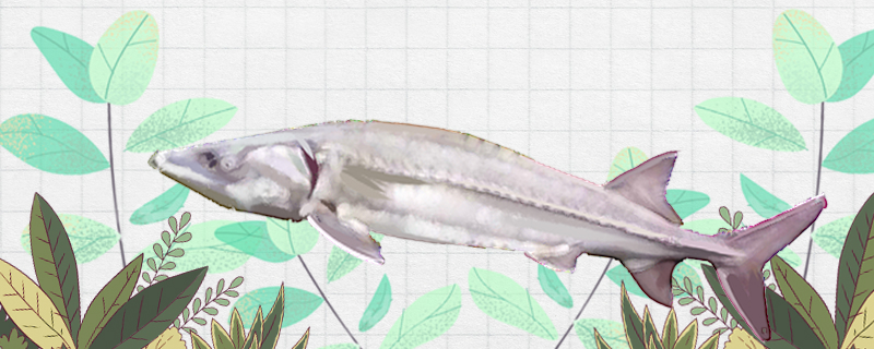 中华鲟有毒吗哪个部位有毒(中华鲟是否有毒性)