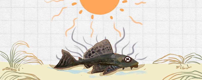 清道夫为什么晒干了还能活埋土里会死吗(清道夫晒干了还能活吗?)