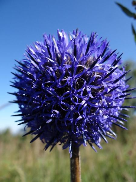 蓝刺头养殖方法