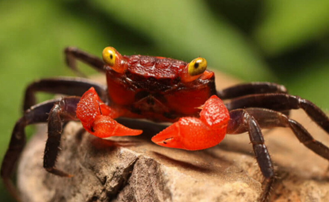 网售“吸血鬼蟹”当宠物为何专家不建议饲养(吸血鬼鱼是什么鱼)