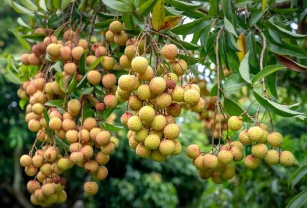 荔枝可以和绿豆一起吃吗荔枝皮可以和绿豆一起煮吗(荔枝与绿豆能一起吃吗)