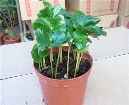 咖啡树盆栽注意