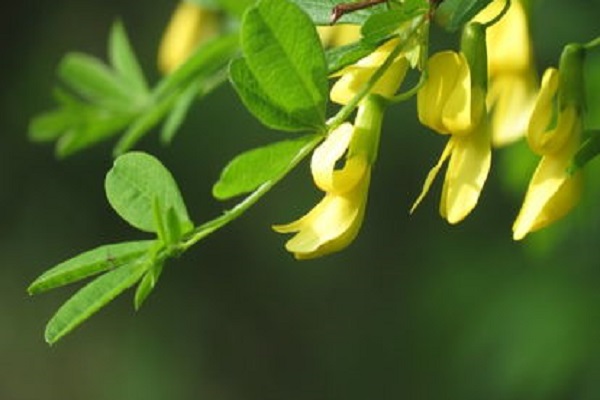 锦鸡儿怎么修剪(锦鸡儿怎么修剪视频)