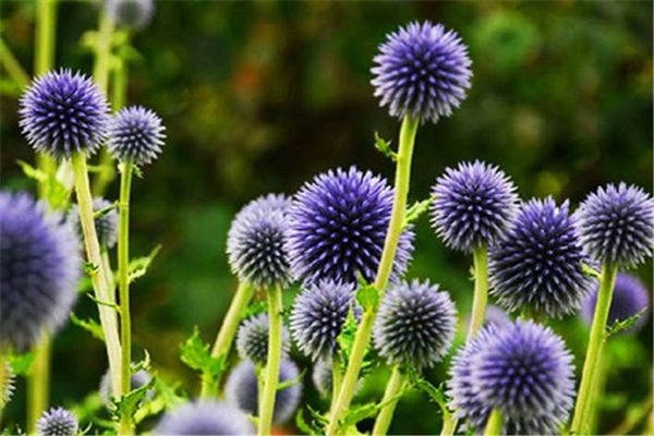 蓝刺头的繁殖方法(蓝刺头养殖方法)