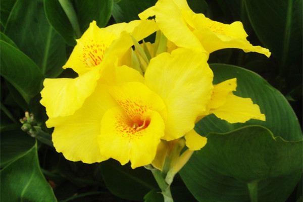 美人蕉需不需要修剪(美人蕉开花后整株剪掉吗)