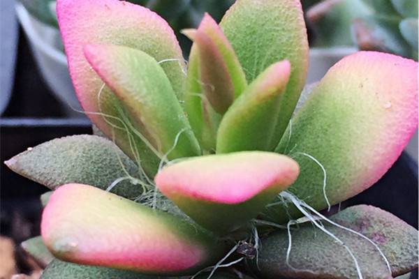 春梦殿锦怎么浇水(春梦殿锦养殖方法视频)