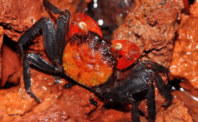 吸血鬼鱼是什么鱼