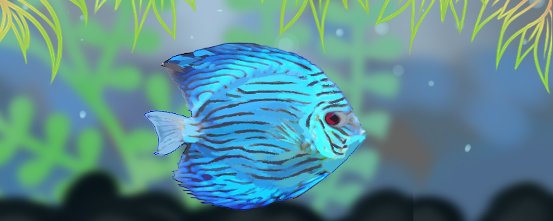 蓝七彩神仙鱼好养吗怎么养(七彩神仙蓝色系列有哪些品种)