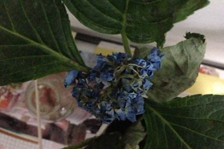 绣球叶子发黑怎么办呢