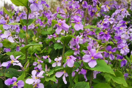 二月兰种植后几天发芽