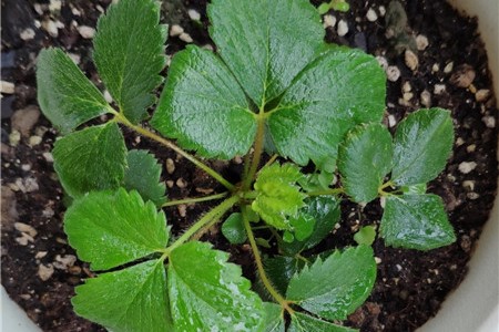 盆栽草莓的种植方法